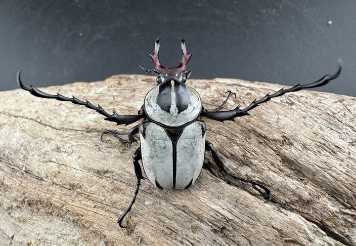 【WD】《アダムスツノハナムグリ Free ペア》③