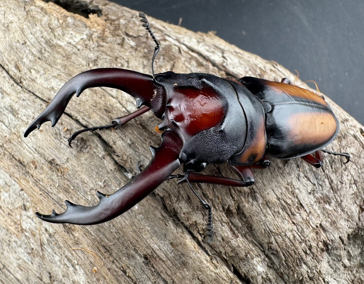 《ミラビリスノコギリクワガタ 68mm ペア》