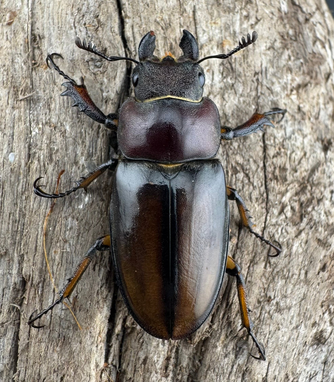 【WD】《デラバイミヤマクワガタ 48.5mm ペア》