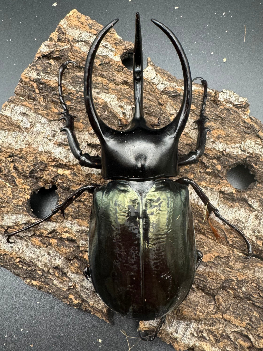 【WD】《スマトラコーカサスオオカブト 104mm ペア》