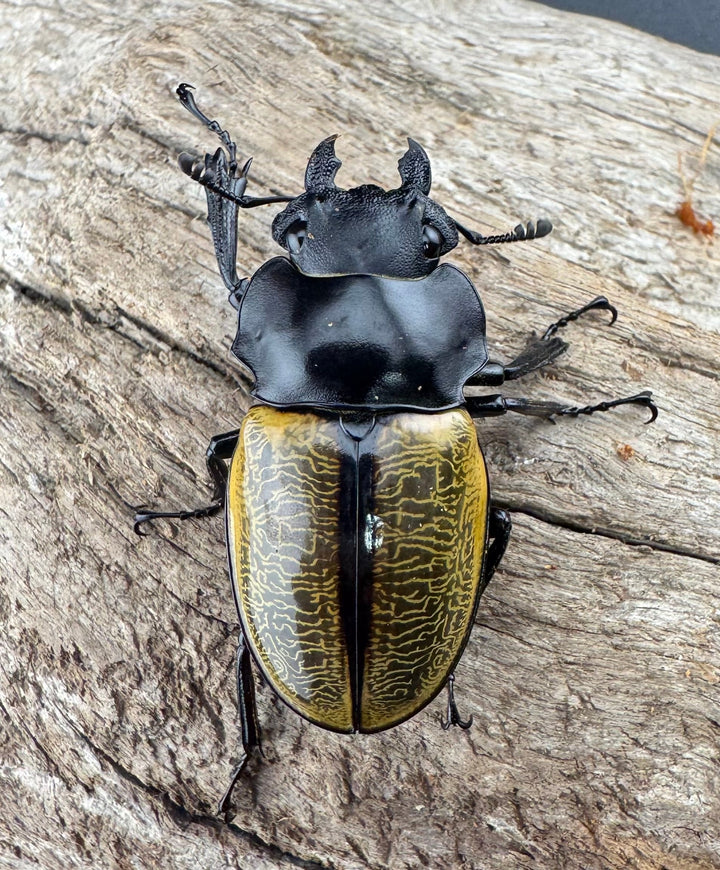 【WD】《スペクタビリスツヤクワガタ 73.5mm ペア》