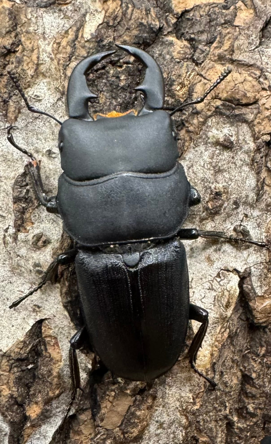 【WD】《ドルクス メンシウス 雅安市産 37mm ペア》