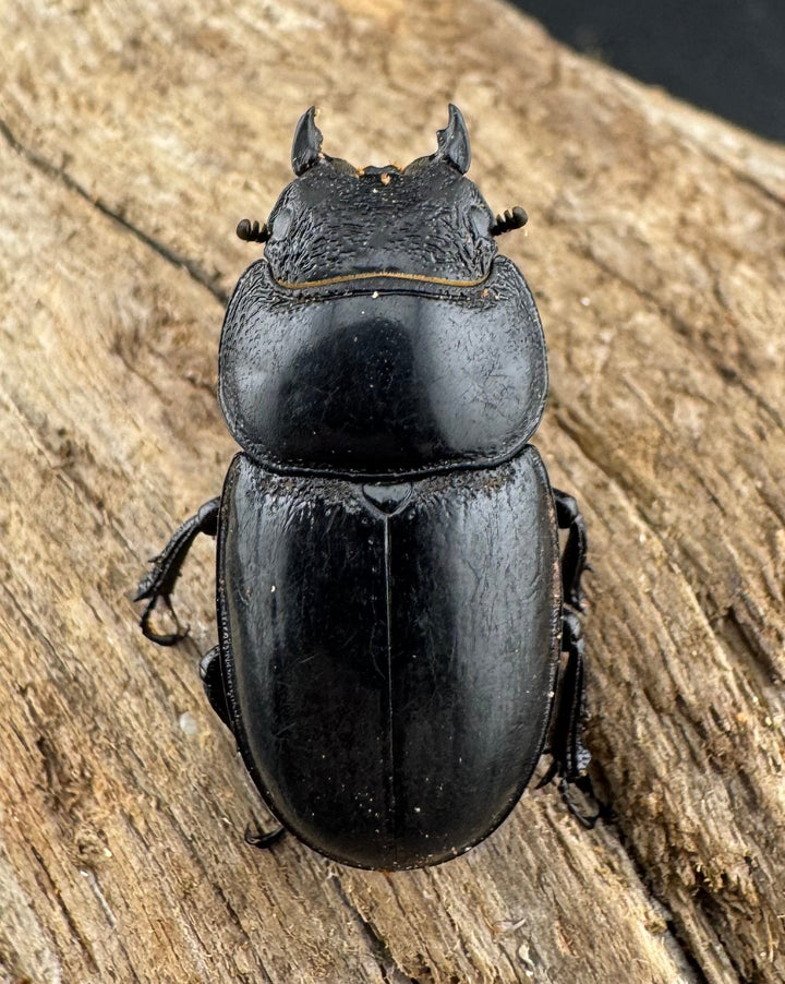 【WD】新産地《ルディテンポラリスニセヒラタ 桂林市産 31.5mm ペア》