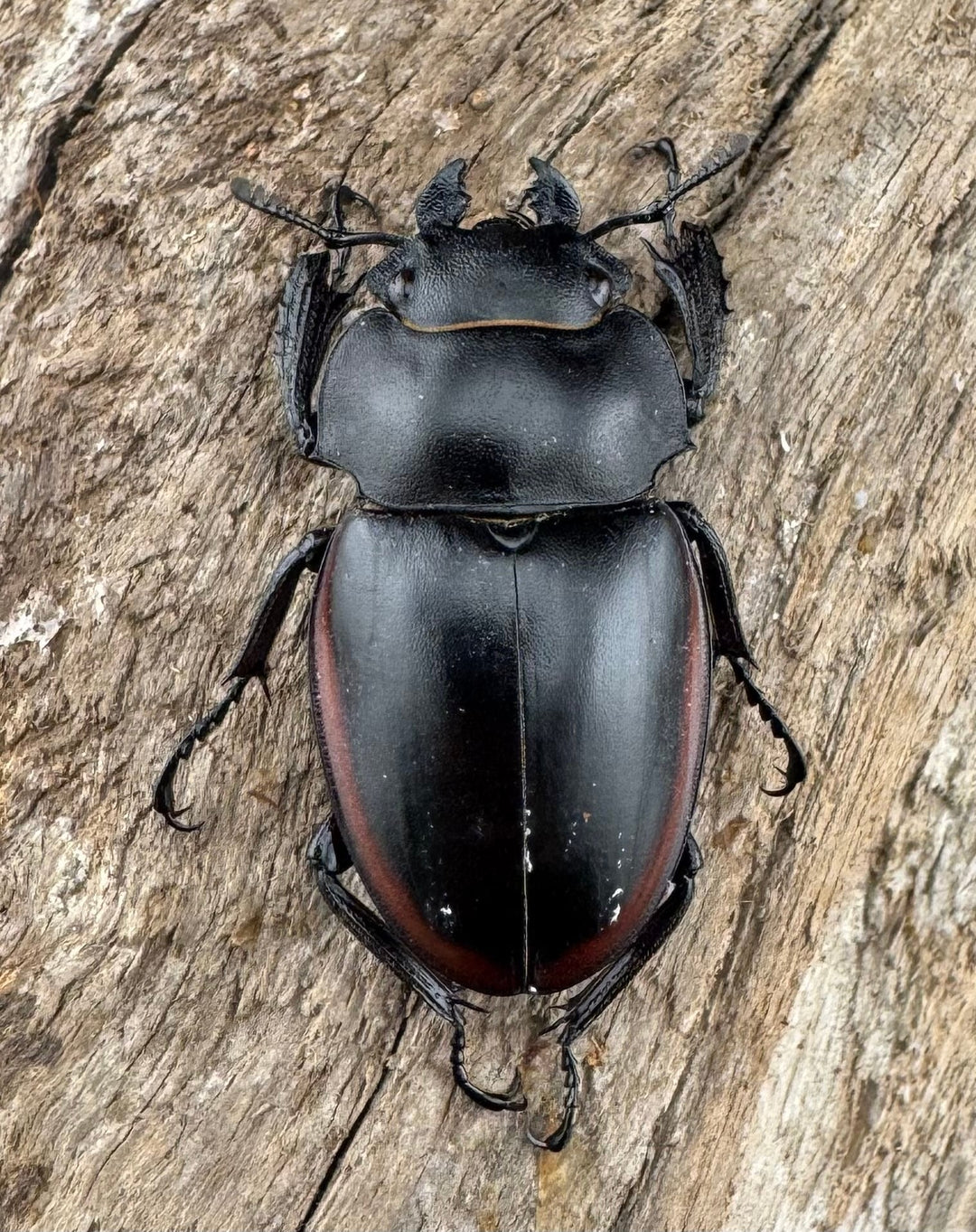 【WD】《クベラツヤクワガタ亜種sinensis 浙江省産 70mm ペア》