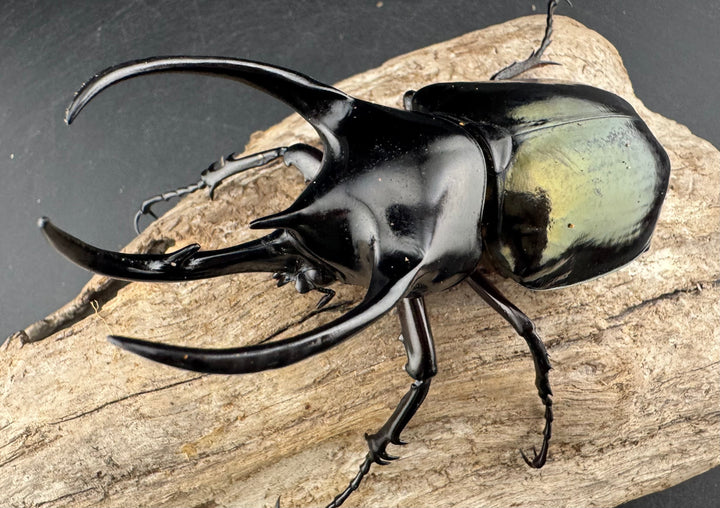 【WD】《スマトラコーカサスオオカブト 96mm ペア》