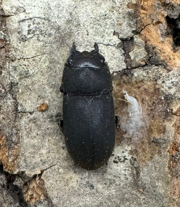 【WD】《フィリピンネブト原名亜種 Free ペア》