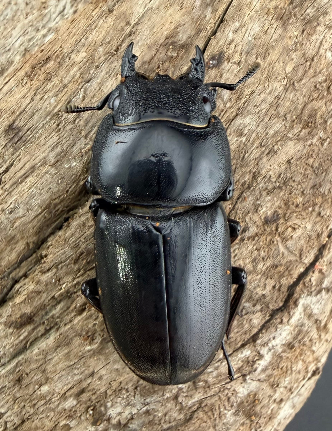 【WD】《スマトラオオヒラタ アチェ産 94.5mm ペア》