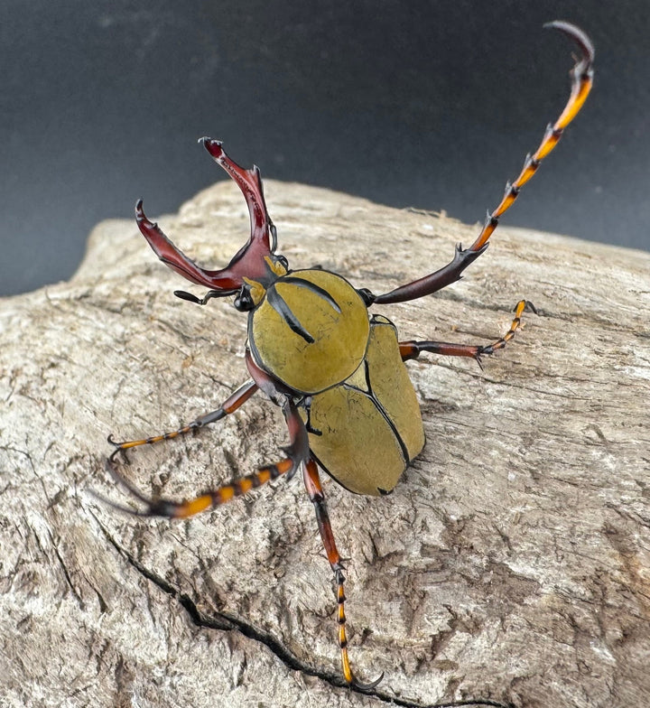 【WD】《ワリックツノハナムグリ亜種bowringi Free ペア》①