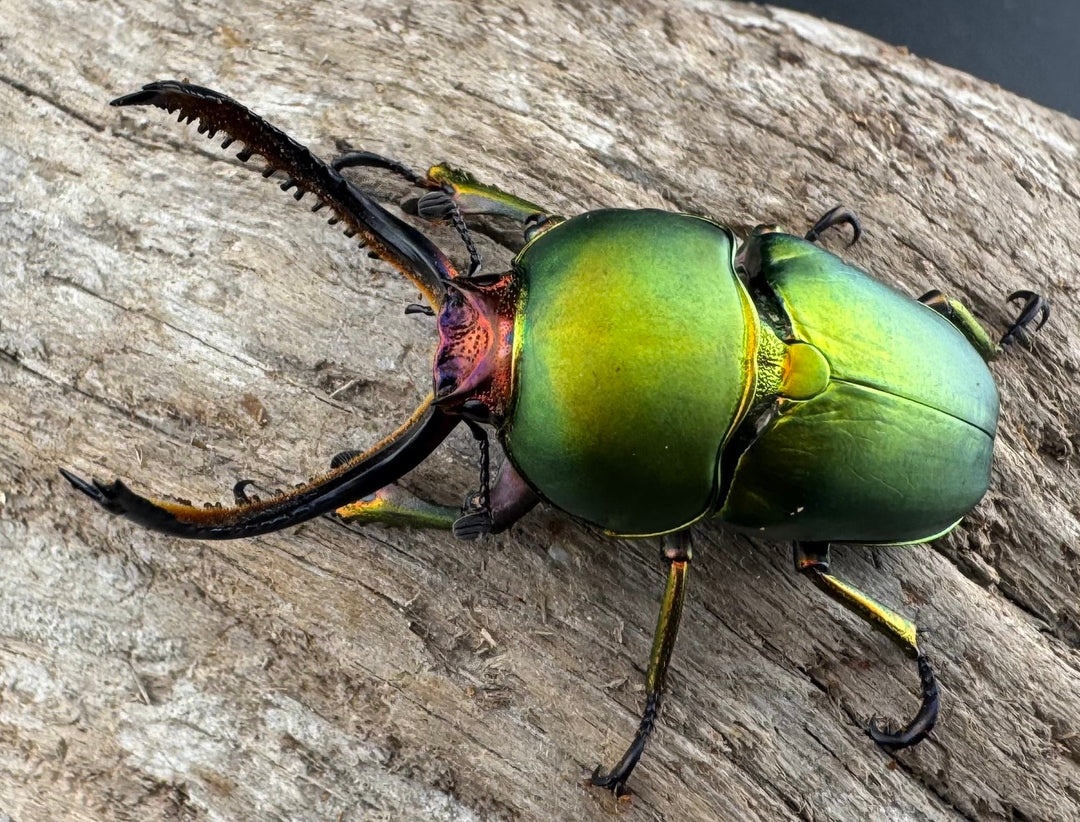 【WD】大型《パプアキンイロクワガタ アルファック産 45mm ペア》