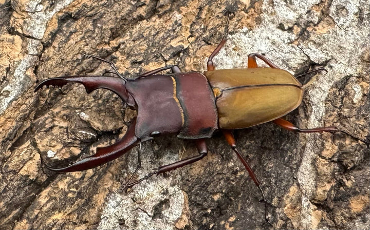 《ブルメイスターホソクワ ペア》コロ助氏ブリード個体