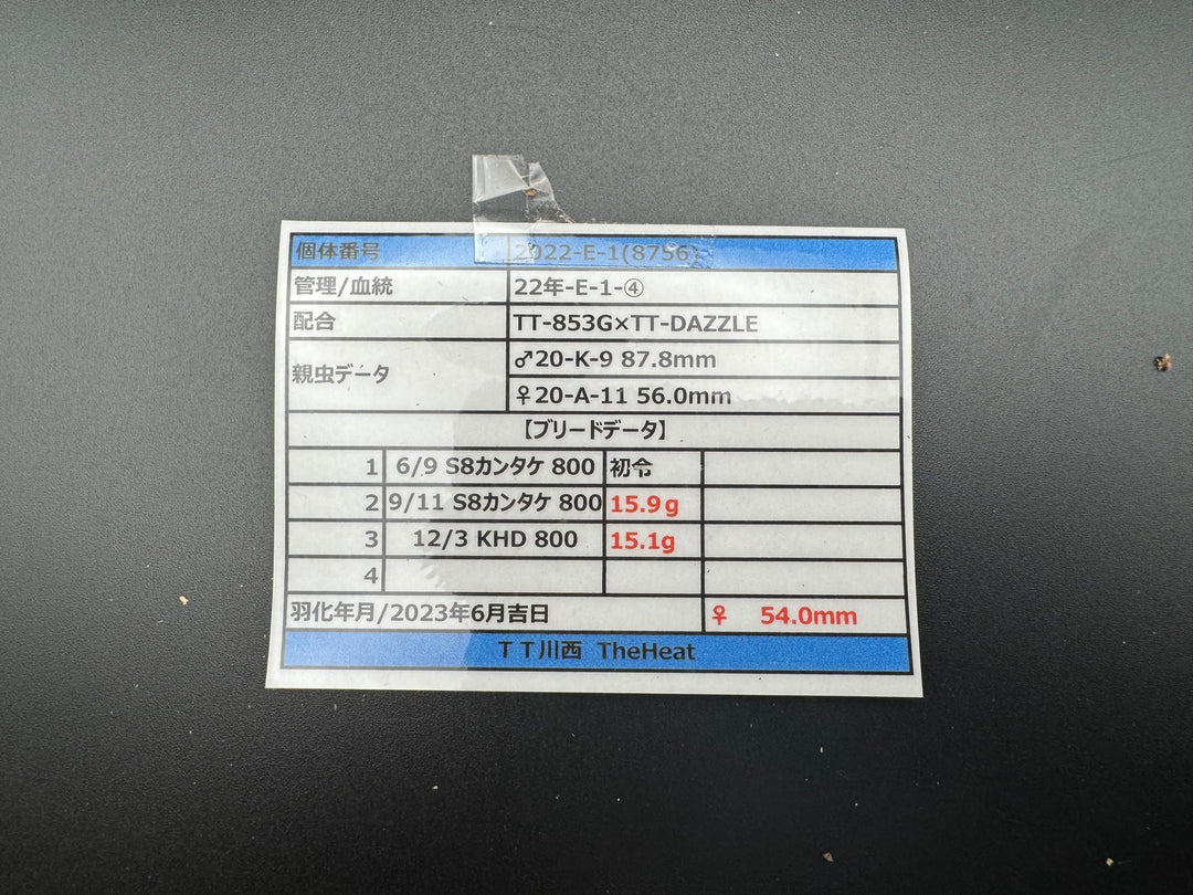 《オオクワガタ TT川西血統 54mm ♀単》ヒート氏ブリード個体