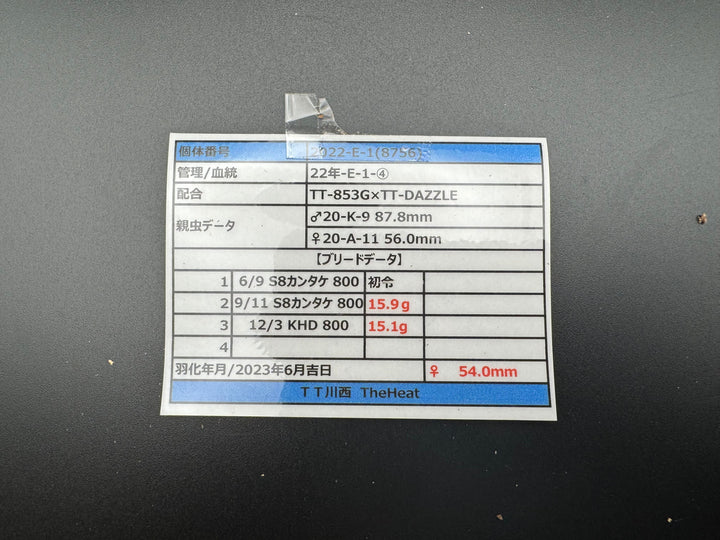 《オオクワガタ TT川西血統 54mm ♀単》ヒート氏ブリード個体