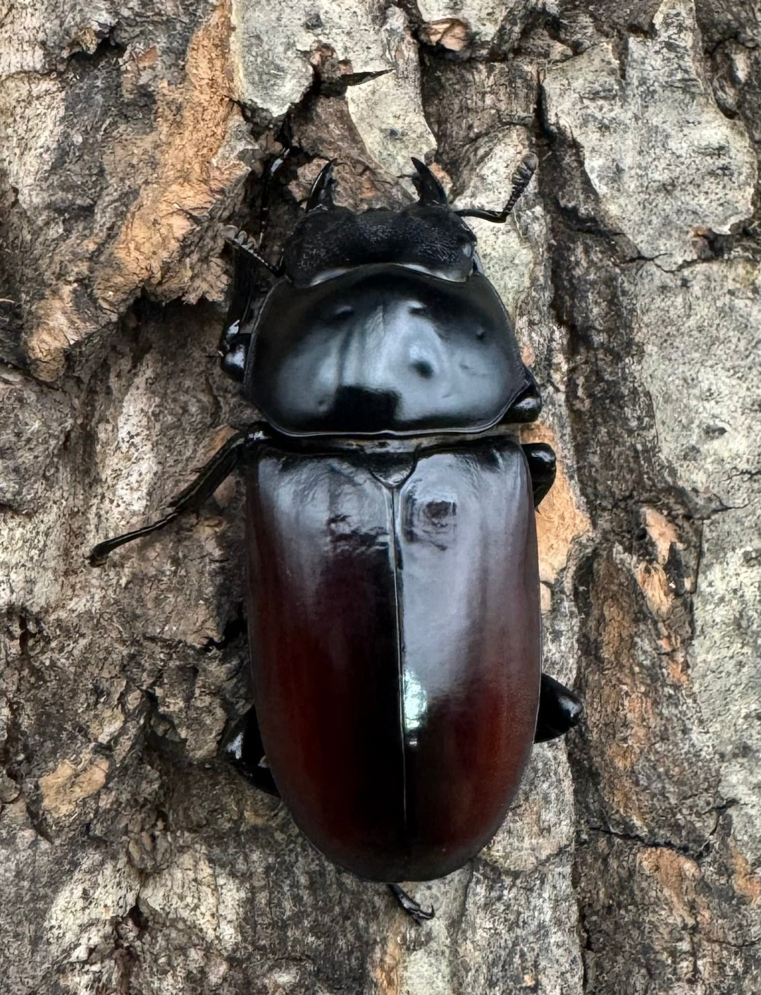 【WF2】《アローコクワ亜種リエン 70mm ♂♀♀トリオ》