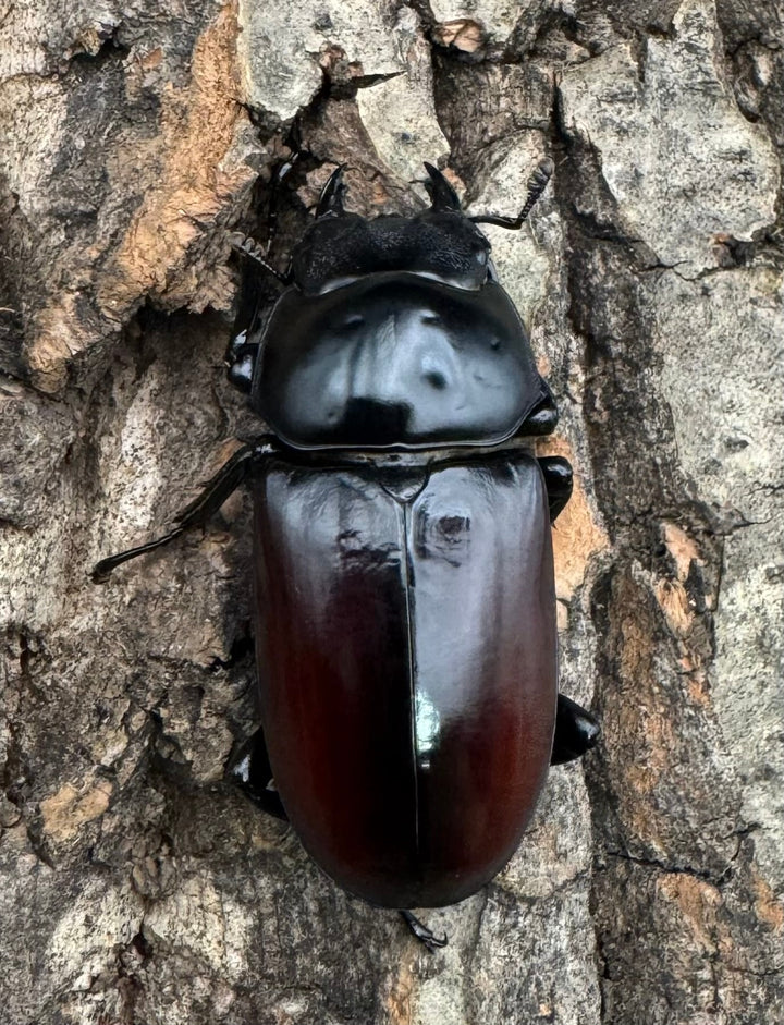 【WF2】《アローコクワ亜種リエン 70mm ♂♀♀トリオ》