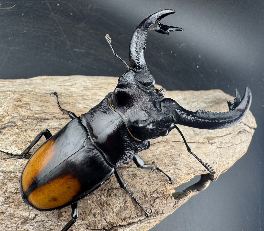 【WD】《セアカフタマタ（パリーフタマタ） 87mm ペア》