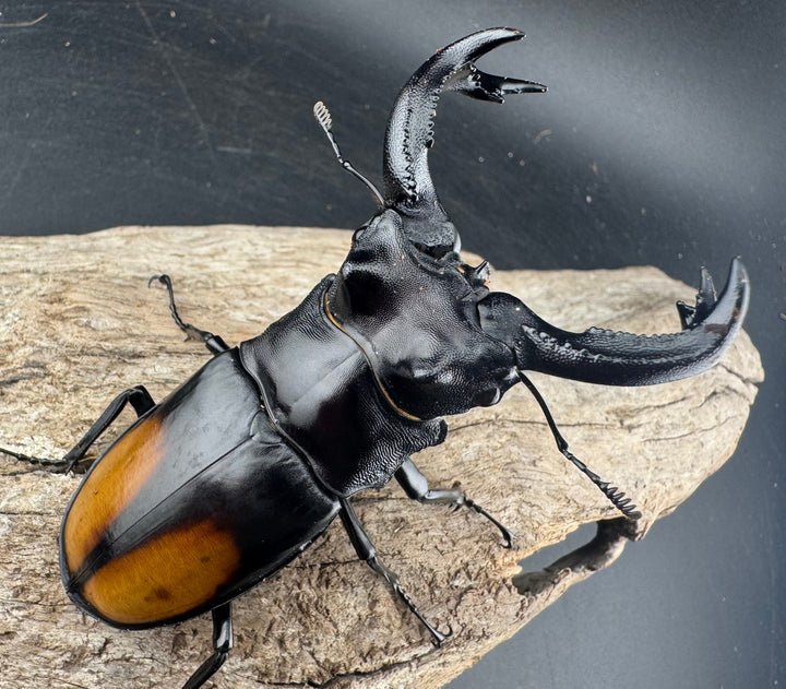 【WD】《セアカフタマタ（パリーフタマタ） 87mm ペア》