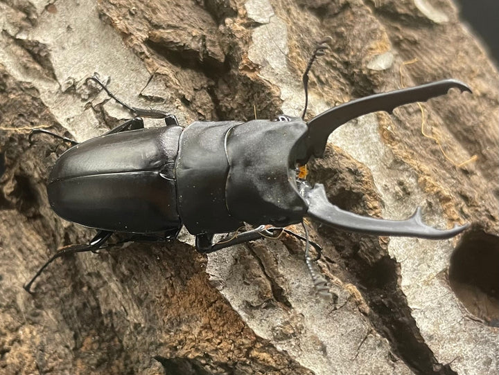 【WD】《ポレクトゥスノコギリクワガタ 50mmUP ペア》