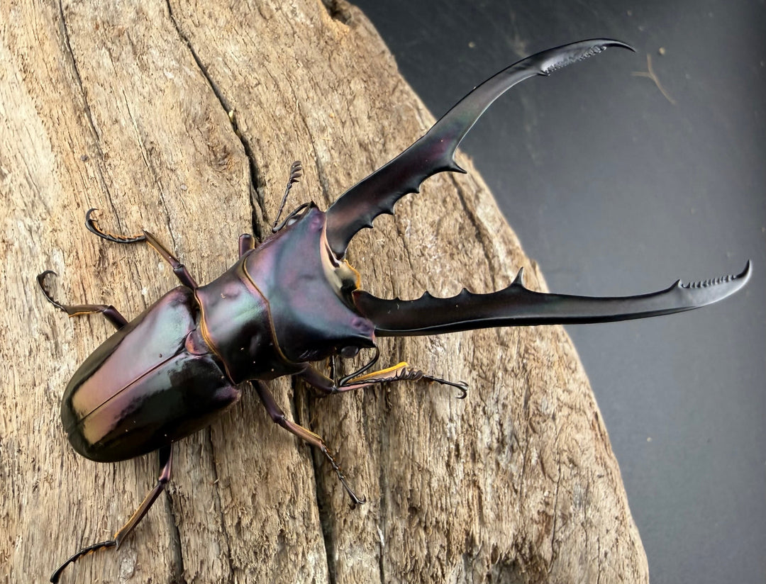 《メタリフェルホソアカ亜種finae 73.5mm ペア》