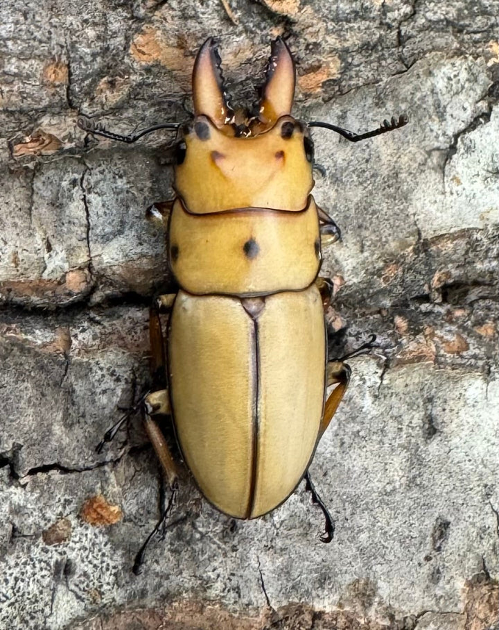 【WD】《オキピタリスノコギリ亜種astericus 27mm ペア》