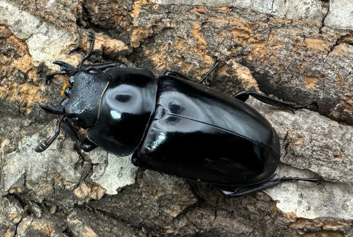 【WD】《コンフキウスノコギリ 広東省産 42mm ♀単》