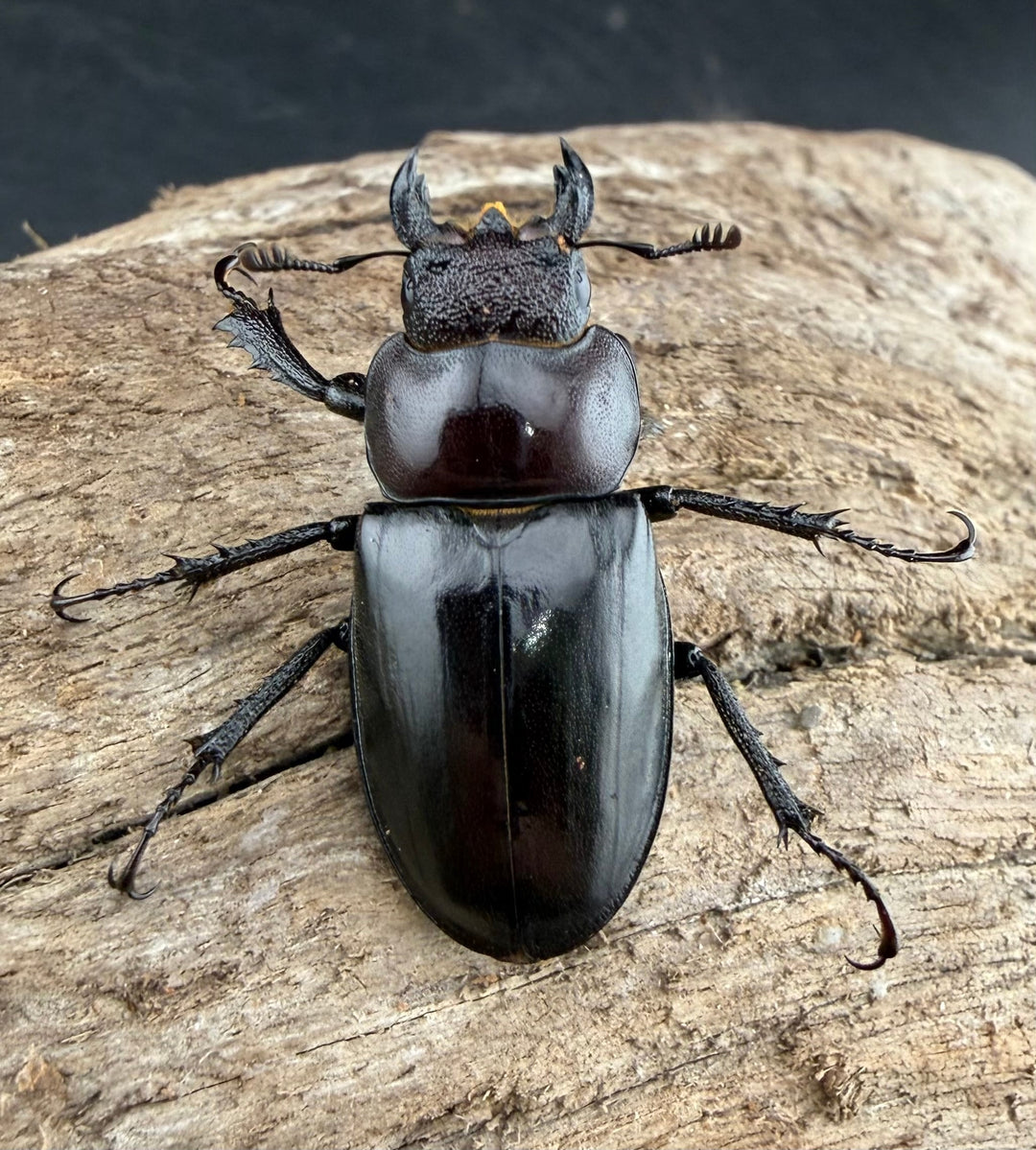 【WF2】《ラエトゥスミヤマクワガタ 41.5mm ペア》