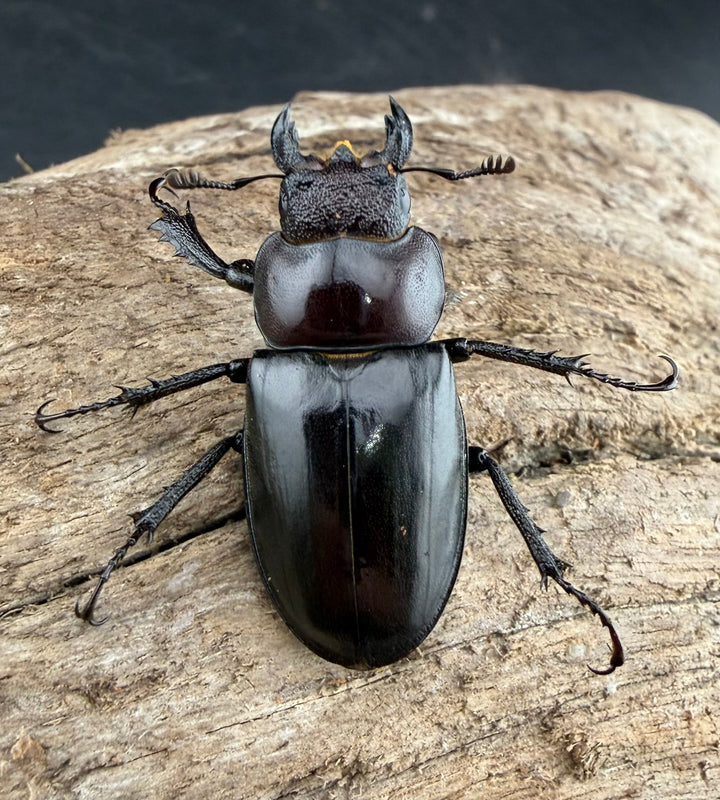 【WF2】《ラエトゥスミヤマクワガタ 41.5mm ペア》