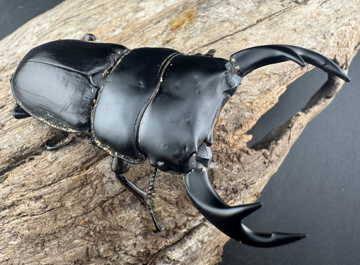 【WD】《クルビデンスオオクワ原名亜種 67mm ペア》