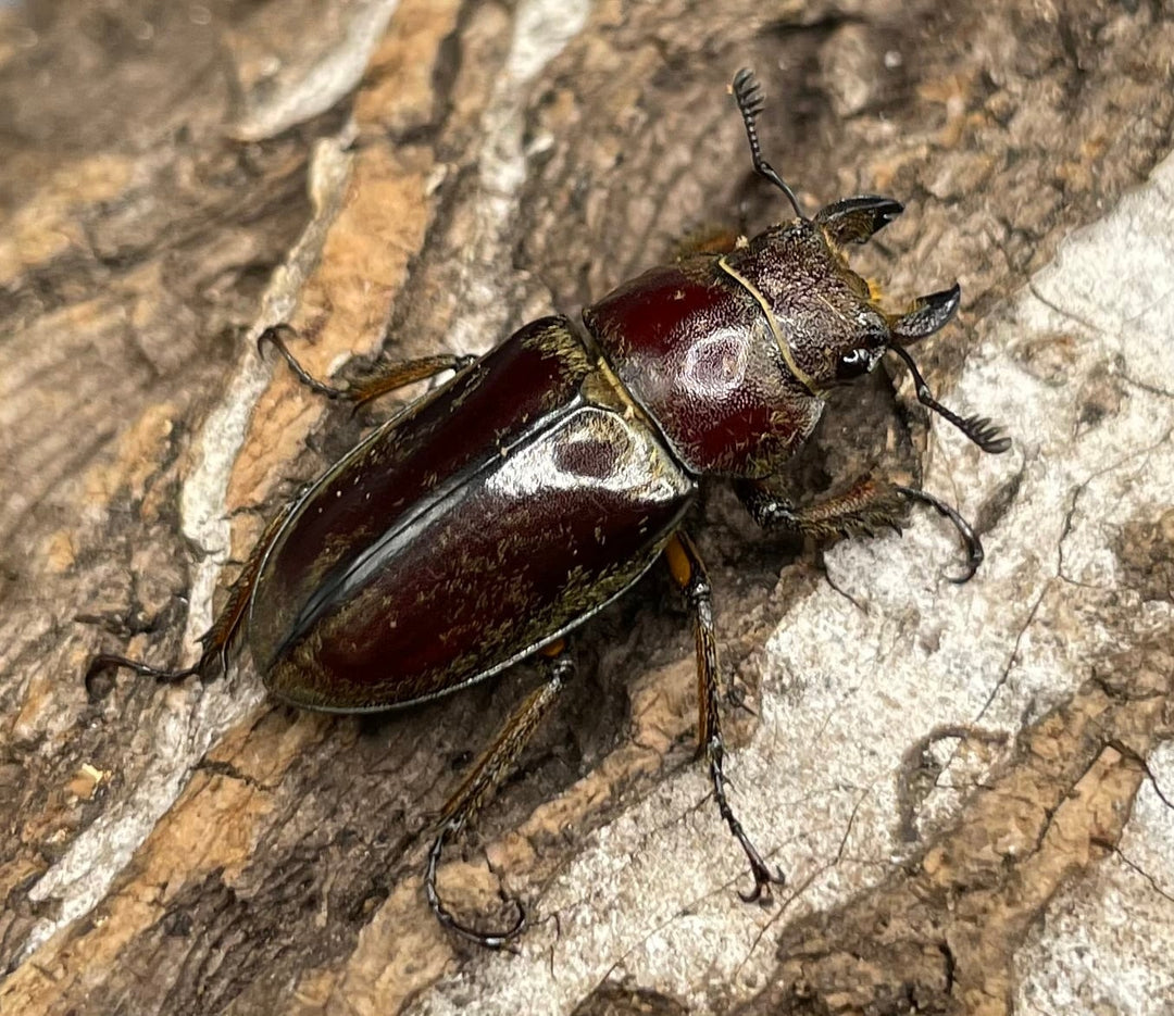 【WD】《デランミヤマクワガタ原名亜種 37mm ペア》