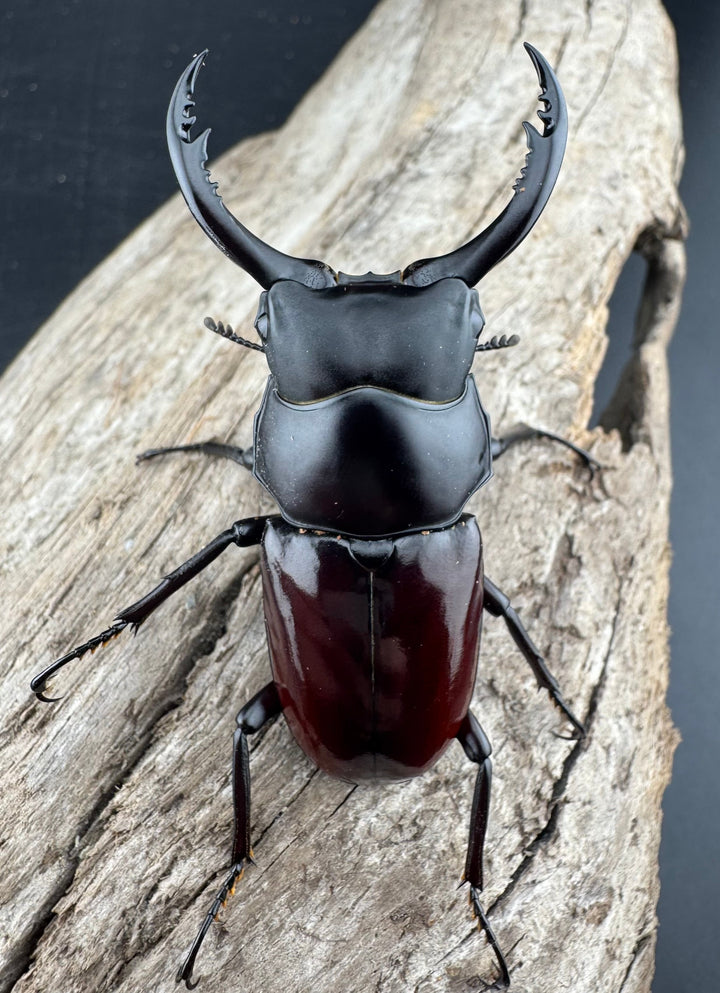 【WD】《アローコクワ原名亜種 臨滄市産 59.5mm ペア》