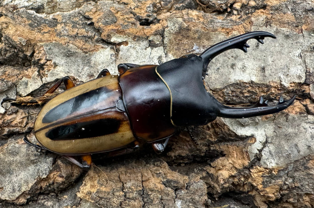 【WD】《ラテラリスノコギリ亜種マイリーン 四つ葉 53.5mm ペア》