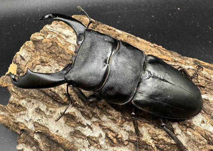 【WD】《西ペレンオオヒラタ 93.5mm ペア》