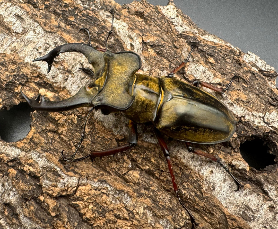 【WD】《セリケウスミヤマ原名亜種 68mm ペア》