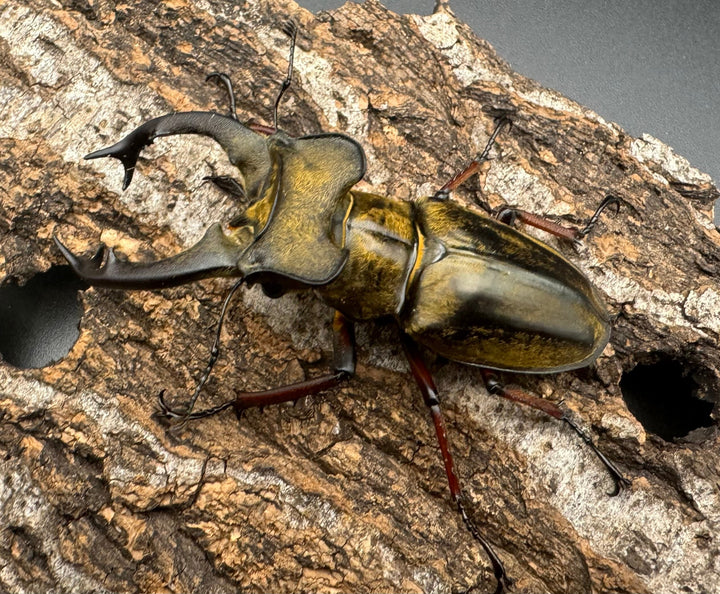 【WD】《セリケウスミヤマ原名亜種 68mm ペア》