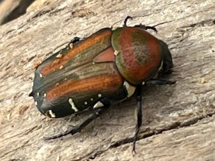 《ペテロビッツホソコハナムグリ Free ペア》