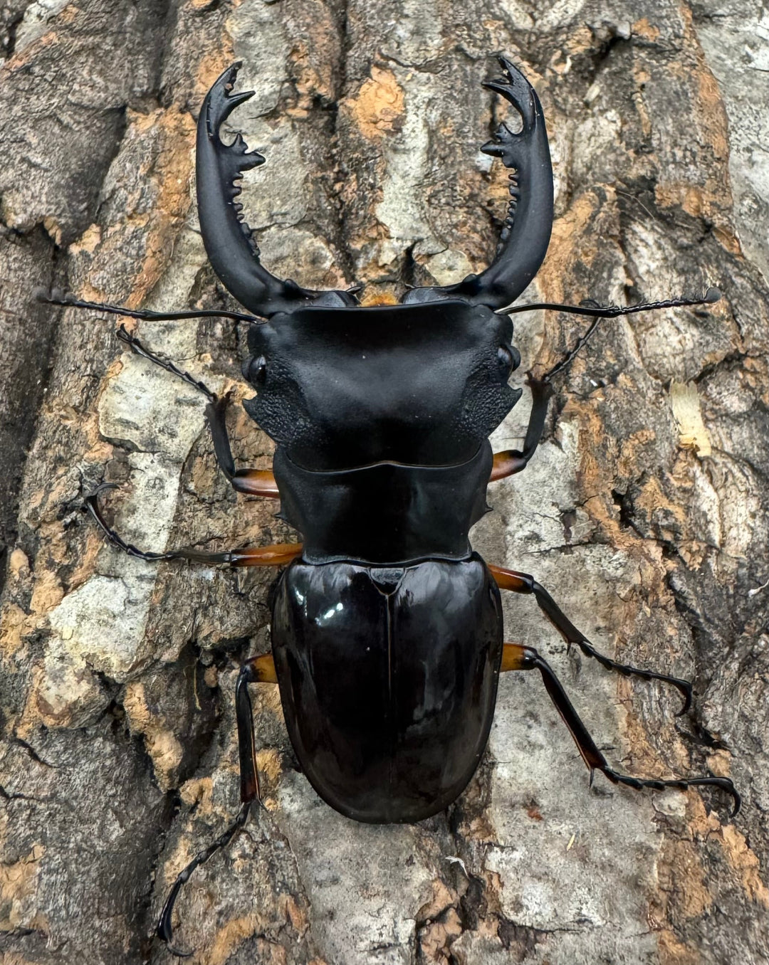 【WD】《インペリアリスツヤ亜種komorii 68mm ペア》