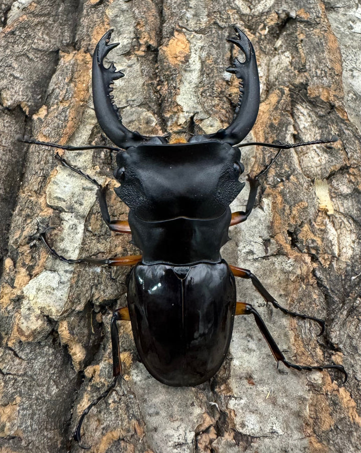 【WD】《インペリアリスツヤ亜種komorii 68mm ペア》