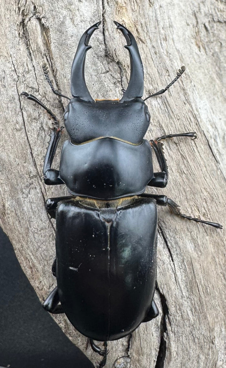 【WD】《ブラナウンコクワ 福貢県産 51mm ペア》