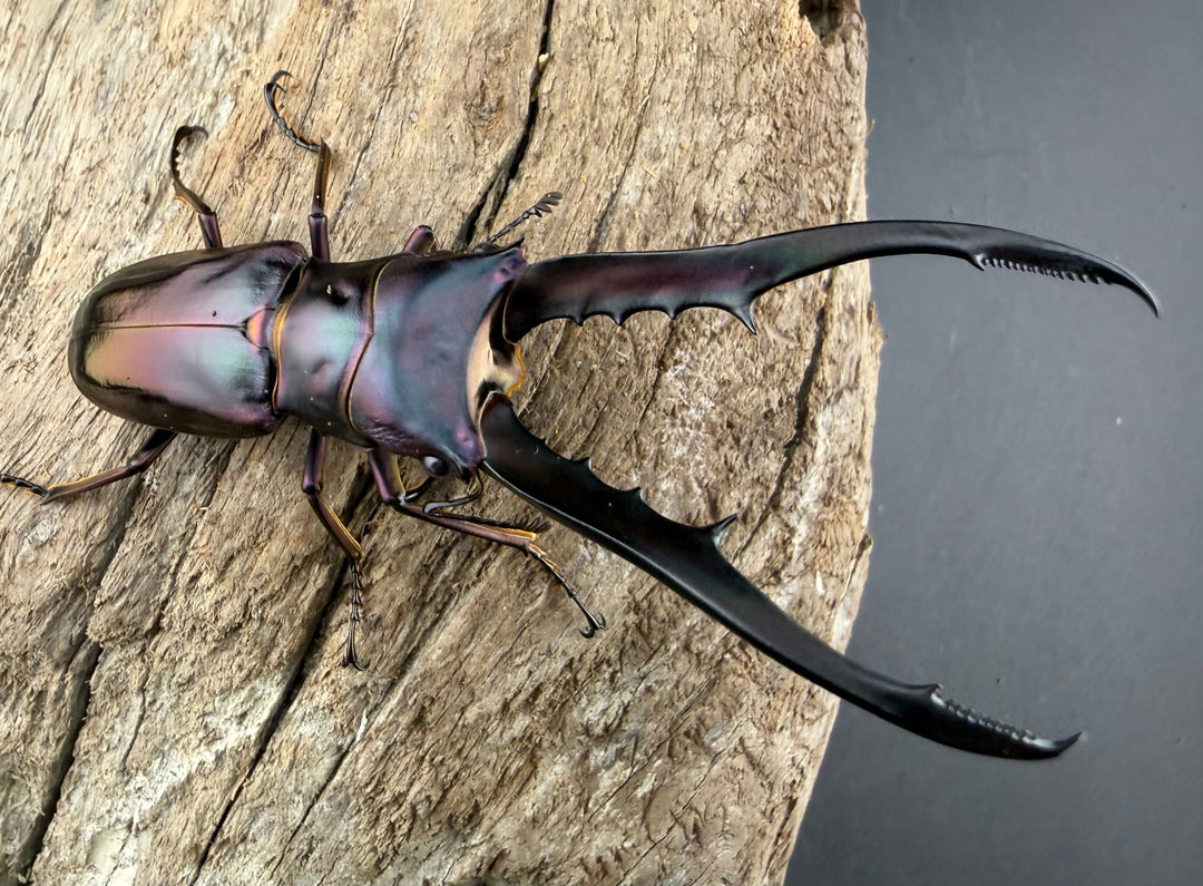 《メタリフェルホソアカ亜種finae 73.5mm ペア》