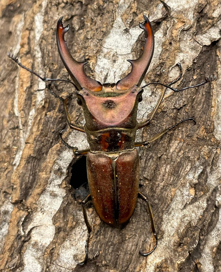 【WD】《ズベールホソアカ 51.5mm A’品ペア》