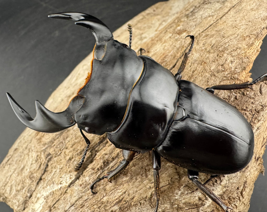 《マレーアンタエウスオオクワ 74mm ペア》