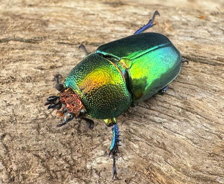 【WD】《パプアキンイロクワガタ アルファック産 Free ♀単》