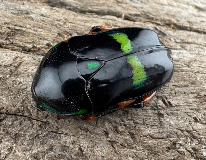 【WD】《ベルシコロールツヤカナブン ロハス産 ♀青系 ペア》