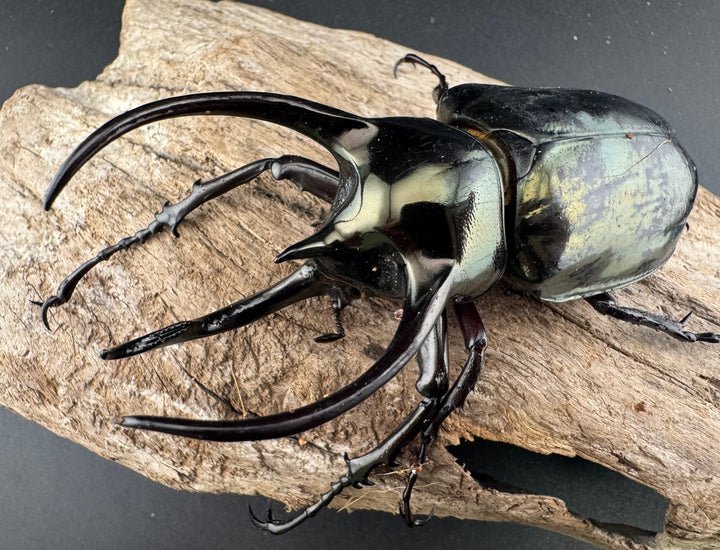 【WD】《ミンダナオアトラスオオカブト マラグサン産 94mm ペア》