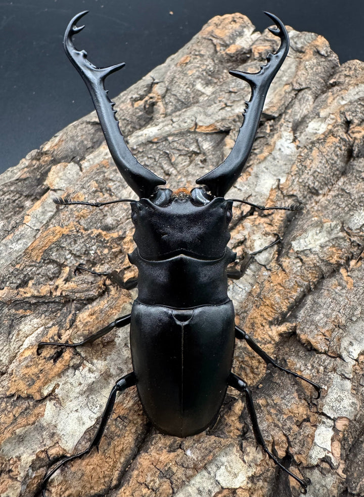 《ギラファノコギリ亜種ケイスケ 101mm ペア》