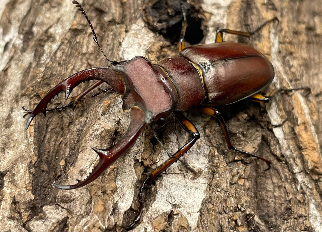 【WD】《ジュシャンミヤマ 49mm ペア》