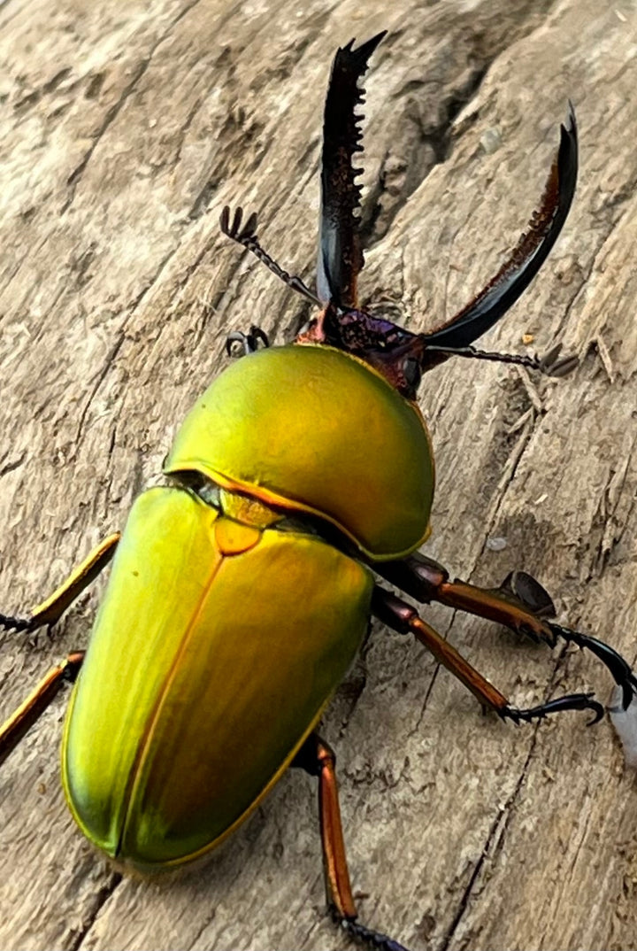 【WD】《パプアキンイロクワガタ アルファック産 38mm ペア》