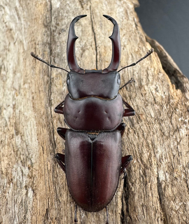 《ミシマコクワガタ 硫黄島産 44.5mm ♂♀♀トリオ》
