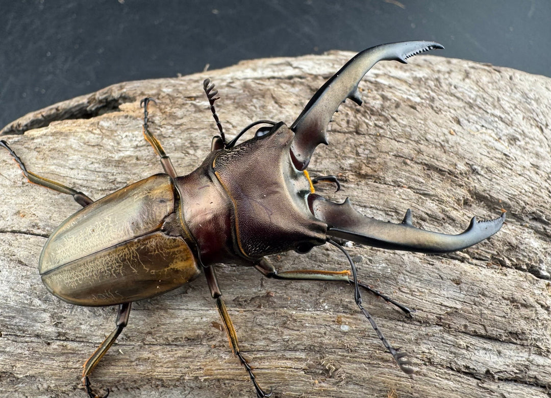 【WD】《モンタネルスホソアカクワガタ A’品ペア》