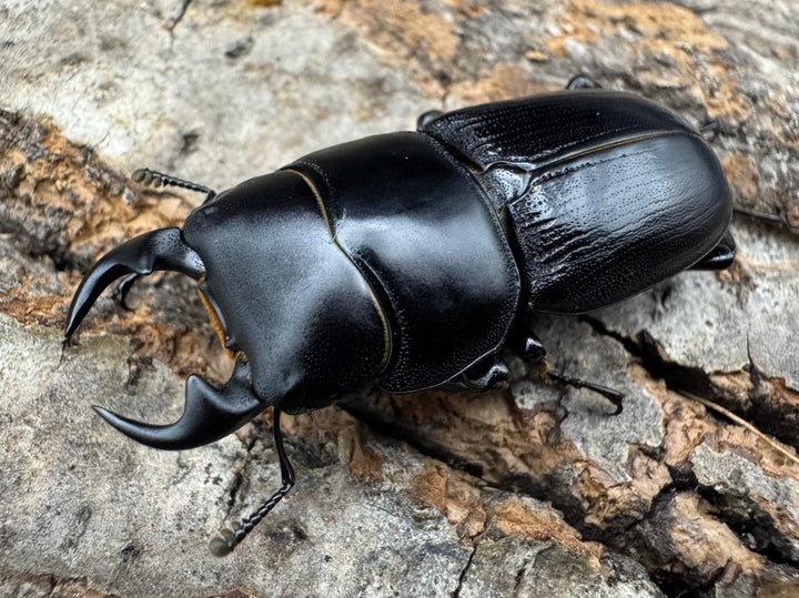 【WD】《ヒルティコルニス ssp. 31.5mm ペア》