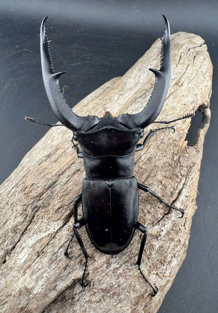 【WD】《マンディブラリスフタマタ 101mm ペア》